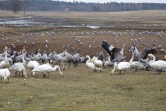 Danse des Grues