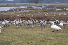 Danse des Grues
