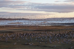 Danse des Grues