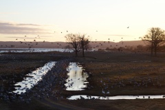 Danse des Grues