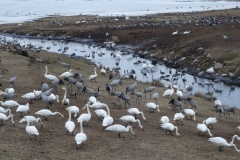 Danse des Grues
