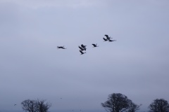 Danse des Grues