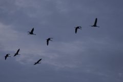 Danse des Grues