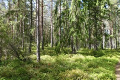 Jäverön